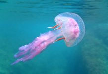 Opekla vas je meduza ili vlasulja? Što učiniti?