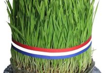 Sveta Lucija – kako se sije božićna pšenica