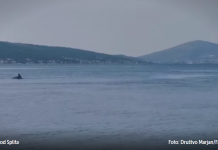 Društvo Marjan: Pogledajte video osam dupina u Kaštelanskom zaljevu