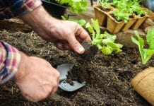 Jesenska sadnja povrća