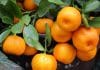 Mandarine su idealne za jačanje imuniteta
