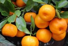 Mandarine su idealne za jačanje imuniteta