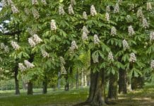 Ljekovitost divljeg kestena