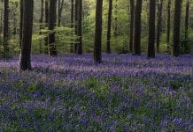 Biljke koje vole sjenu (2)