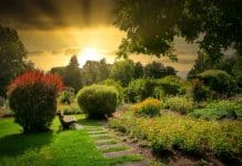 Biljke koje vole sjenu (3)