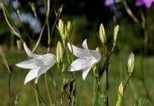 10 trajnica koje treba podrezati u kolovozu