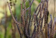 Što napraviti kad se lavanda suši?