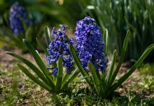 Vrijeme je za Zumbul