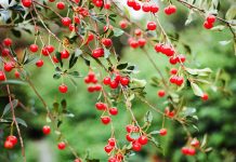 Višnja, zdravo ljetno voće