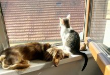 8 biljaka koje su otrovne za kućne ljubimce