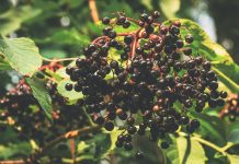 Crne bobice bazge pune su zdravlja crne bobice