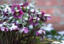 Kukurjek, cvijet kojem ni zima ne smeta