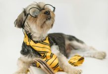 Psi mogu naučiti riječi “prisluškujući” vlasnike