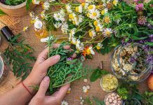 Ljekovito bilje: Prirodni analgetici iz drevnih vremena