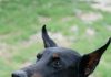 Dobermani su snažna, inteligentna i odana pasmina