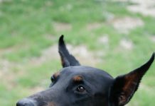 Dobermani su snažna, inteligentna i odana pasmina