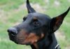 Dobermani su snažna, inteligentna i odana pasmina
