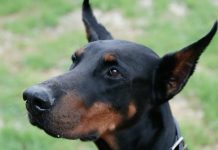 Dobermani su snažna, inteligentna i odana pasmina