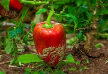 Sadnja paprike s drugim biljkama