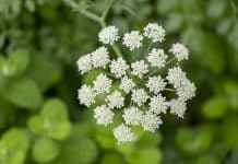 Anis: aromatičan začin ljekovitih svojstava