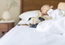 Trebaju li psi spavati u krevetu? Što kažu veterinar i trener pasa?