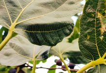 Smokva – snažna kraljica krša